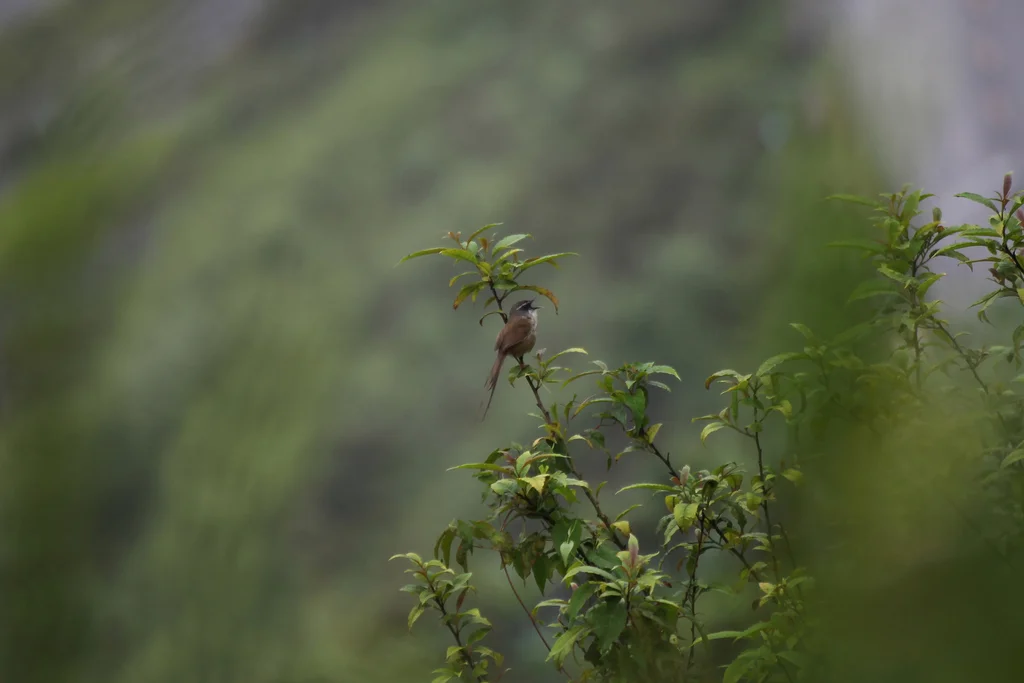 黑喉山鹪莺(Prinia superciliaris)