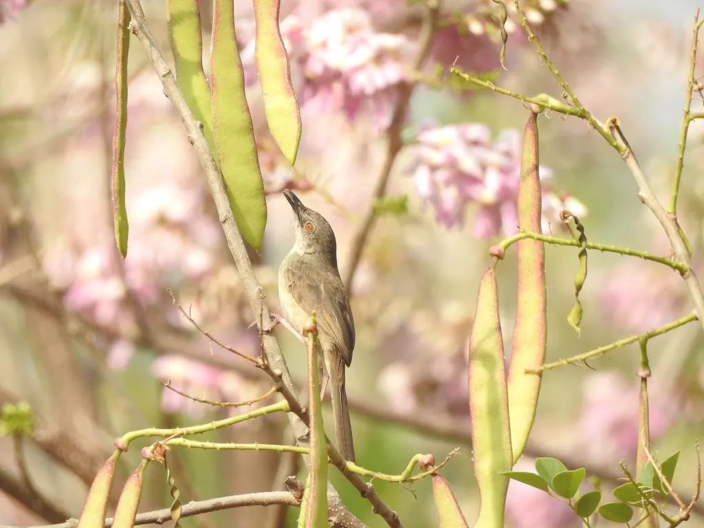 丛林山鹪莺(Prinia sylvatica)