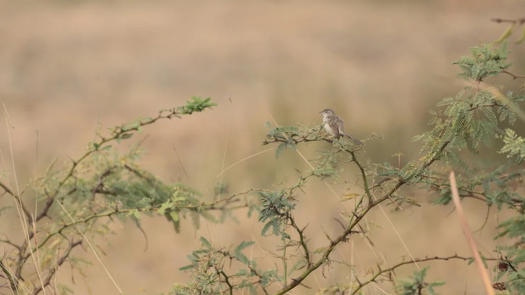 丛林山鹪莺(Prinia sylvatica)