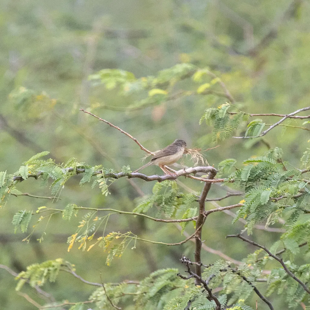 丛林山鹪莺(Prinia sylvatica)