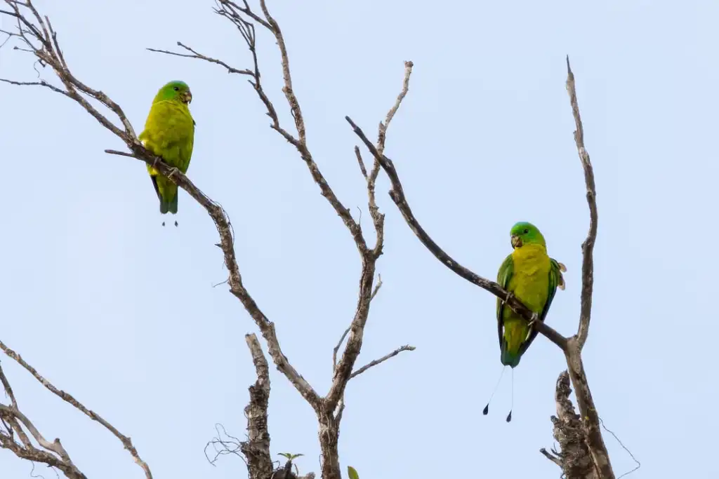 蓝冠扇尾鹦鹉(Prioniturus discurus)