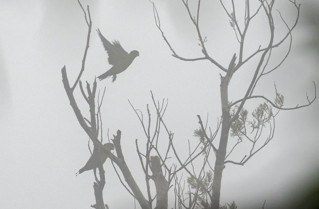 蓝冠扇尾鹦鹉(Prioniturus discurus)