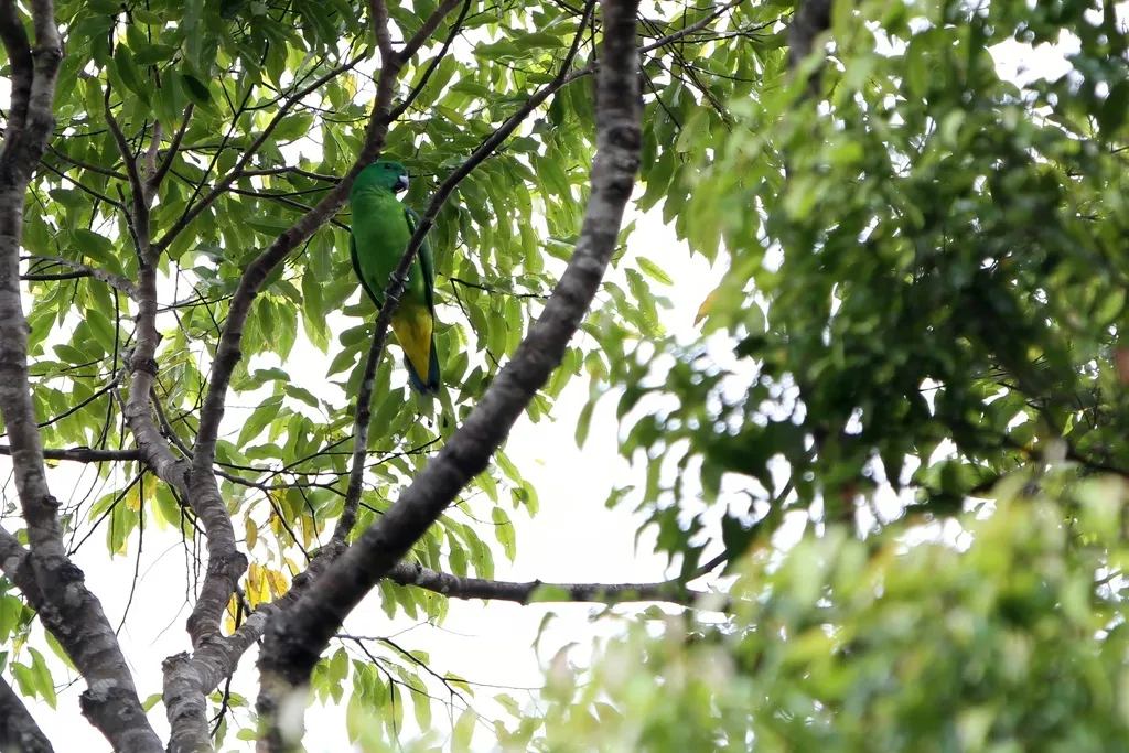 布岛扇尾鹦鹉(Prioniturus mada)