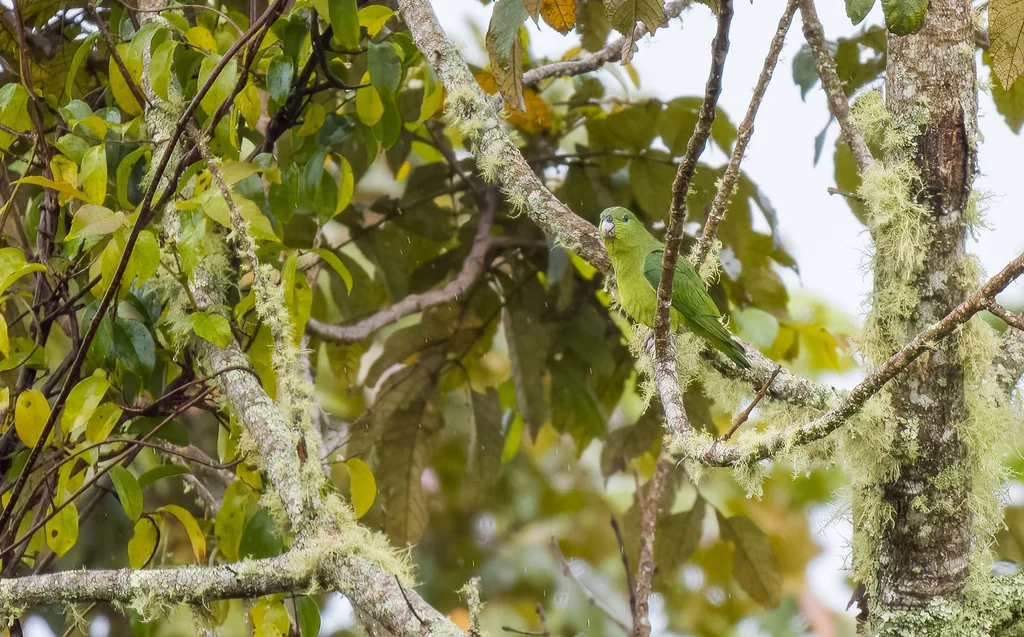 山扇尾鹦鹉(Prioniturus montanus)