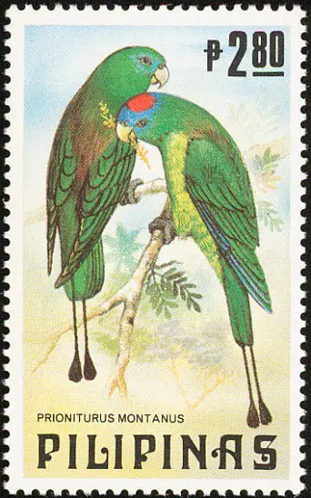 山扇尾鹦鹉(Prioniturus montanus)