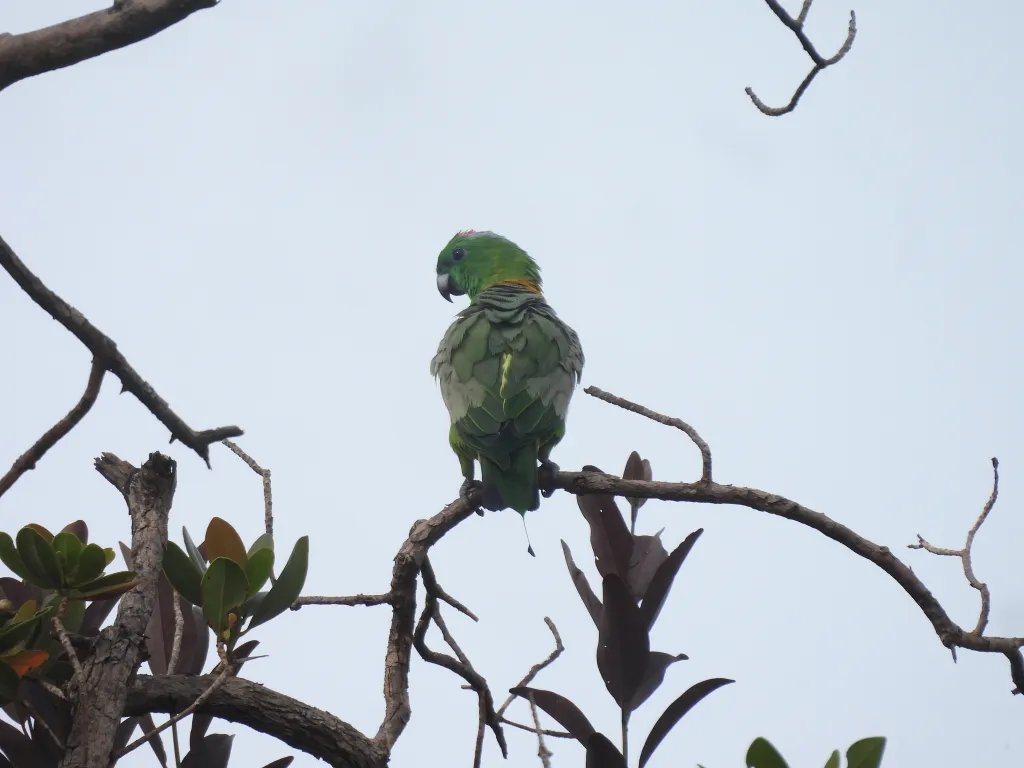 金肩扇尾鹦鹉(Prioniturus platurus)