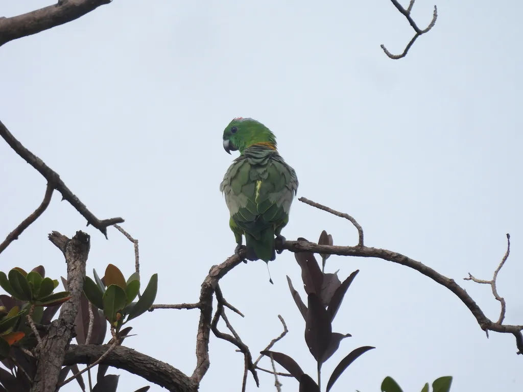 金肩扇尾鹦鹉(Prioniturus platurus)