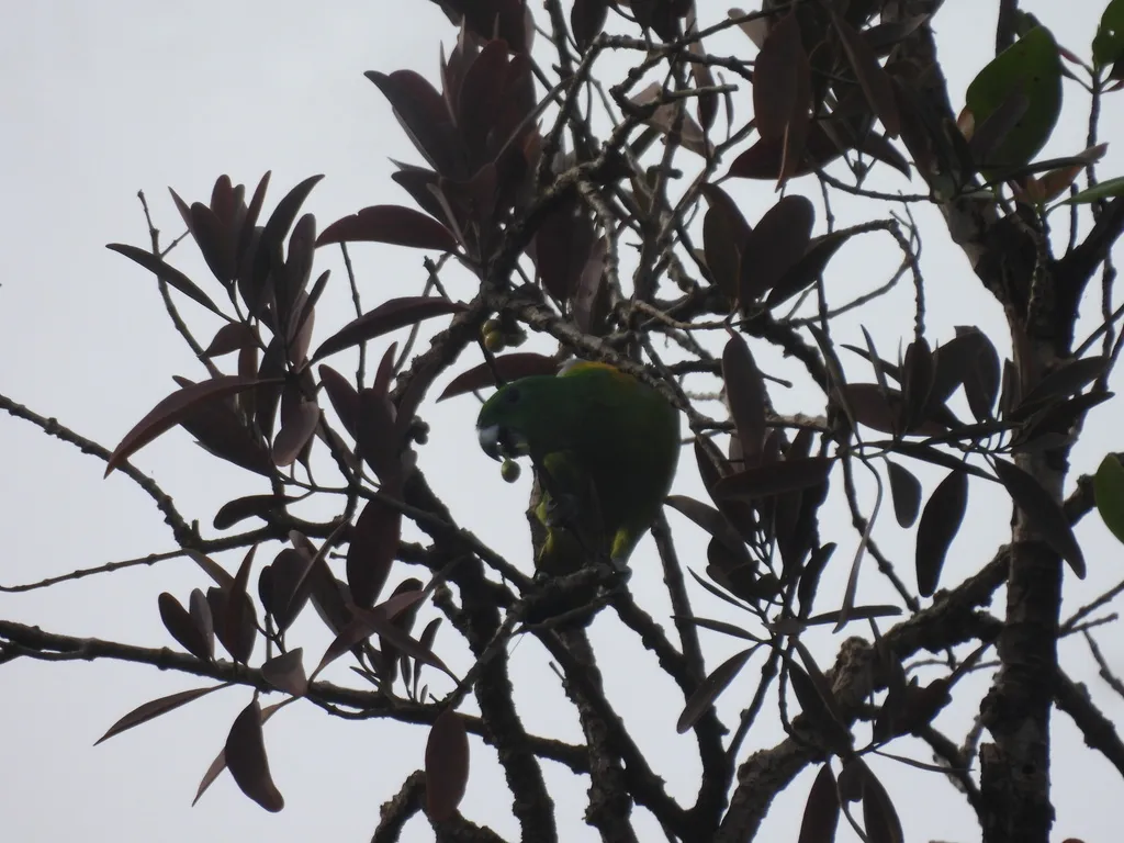 金肩扇尾鹦鹉(Prioniturus platurus)