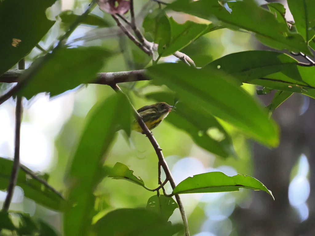 黄喉锯齿啄花鸟(Prionochilus maculatus)