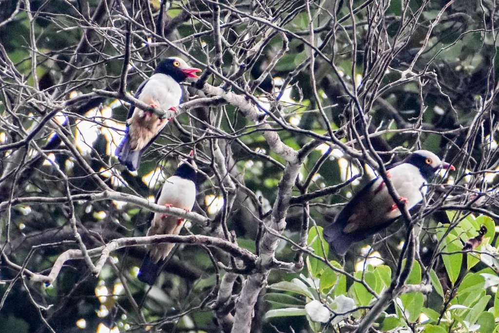 栗腹盔鵙(Prionops caniceps)