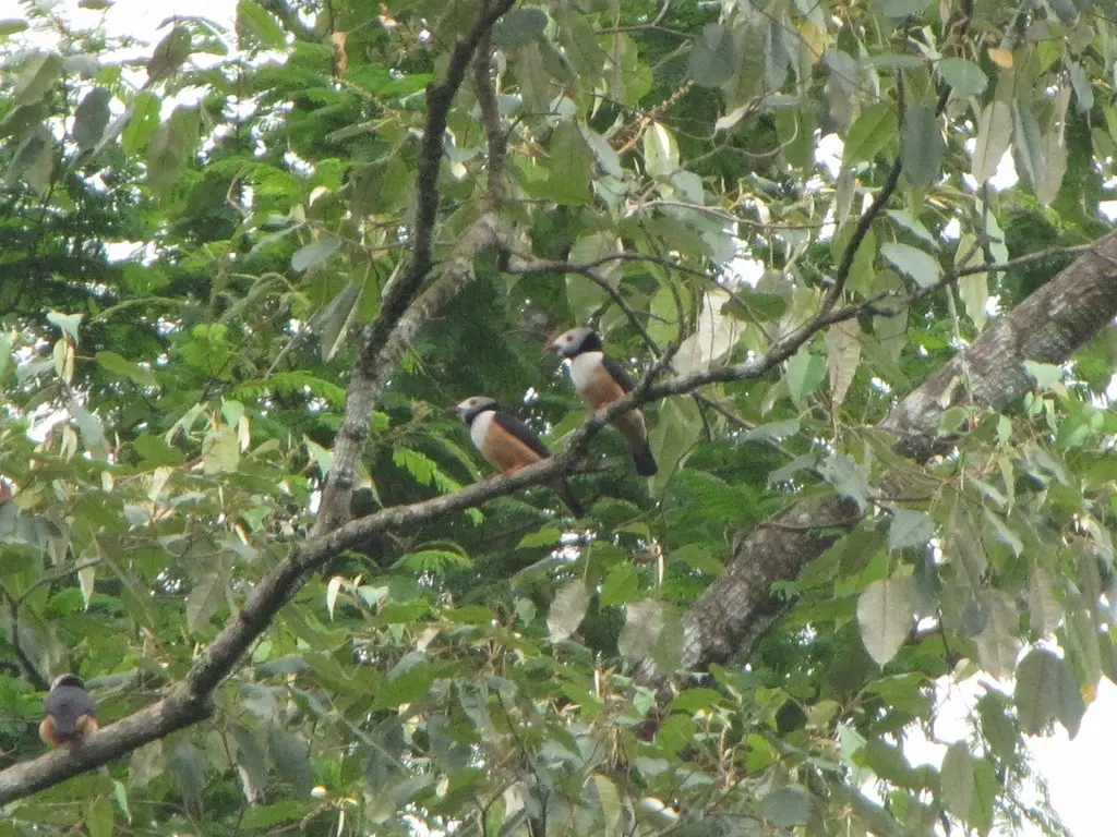 棕腹盔鵙（Prionops rufiventris）