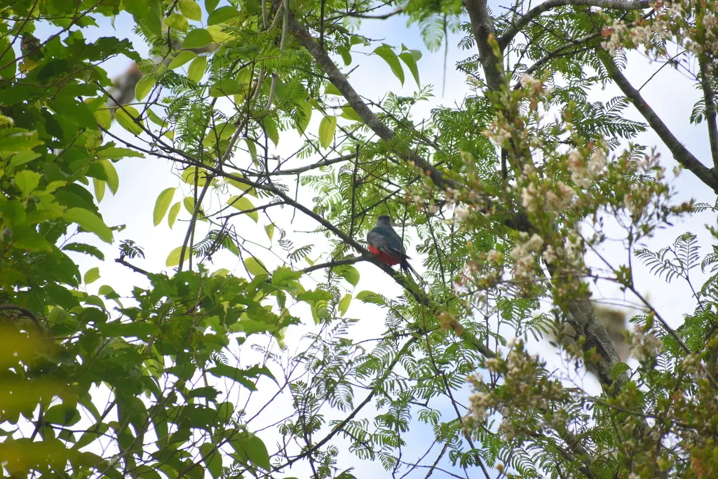 伊岛咬鹃(Priotelus roseigaster)