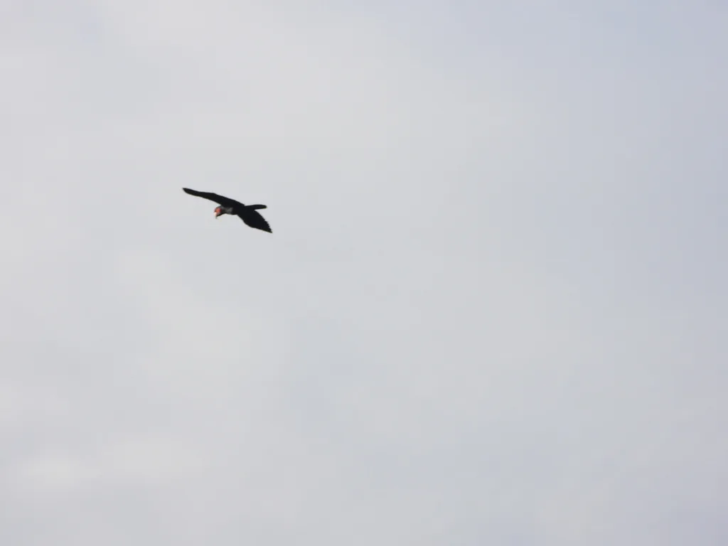 棕树凤头鹦鹉(Probosciger aterrimus)
