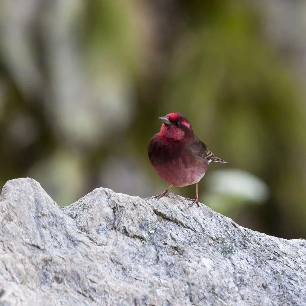 暗胸朱雀(Procarduelis nipalensis)