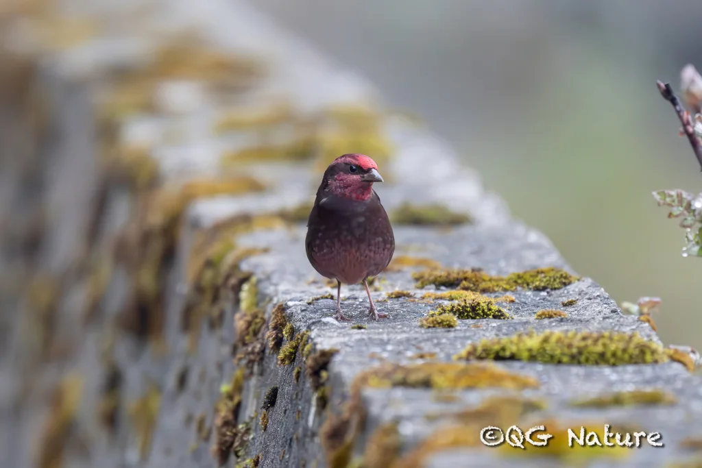 暗胸朱雀(Procarduelis nipalensis)