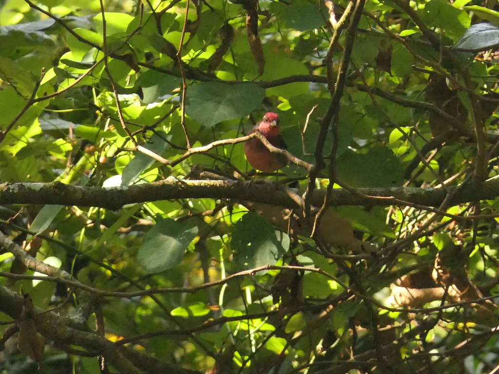 暗胸朱雀(Procarduelis nipalensis)