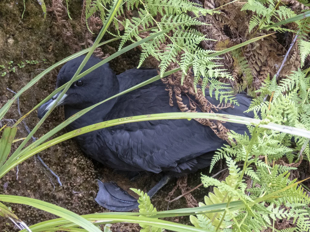 大黑风鹱(Procellaria westlandica)