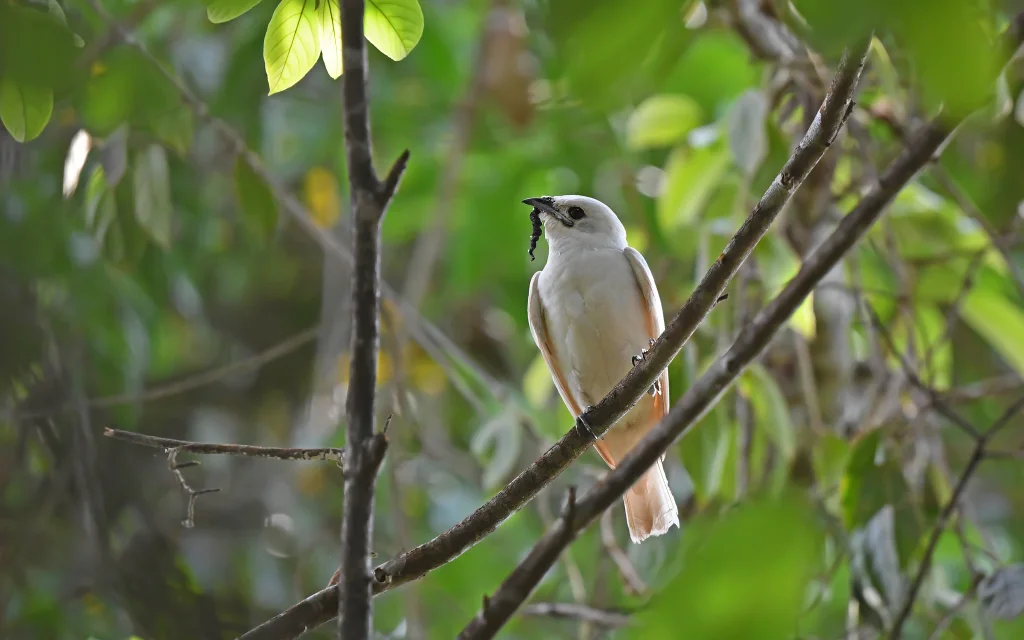 白钟伞鸟（Procnias albus）