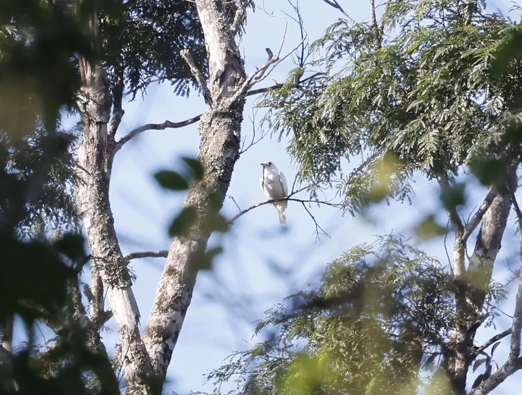 白钟伞鸟（Procnias albus）
