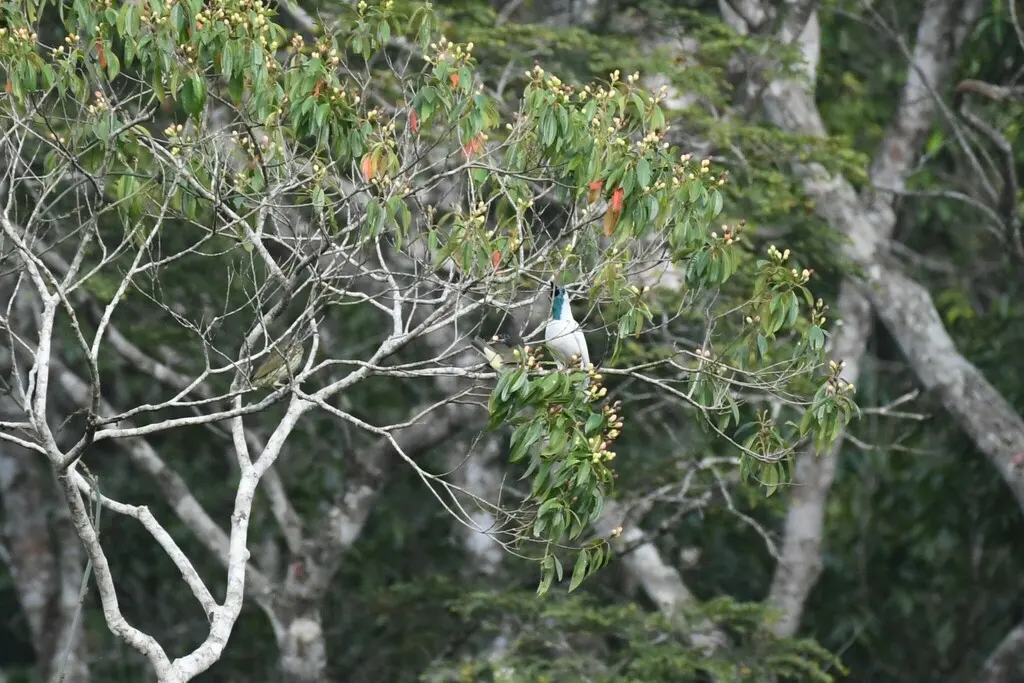 裸喉钟伞鸟（Procnias nudicollis）