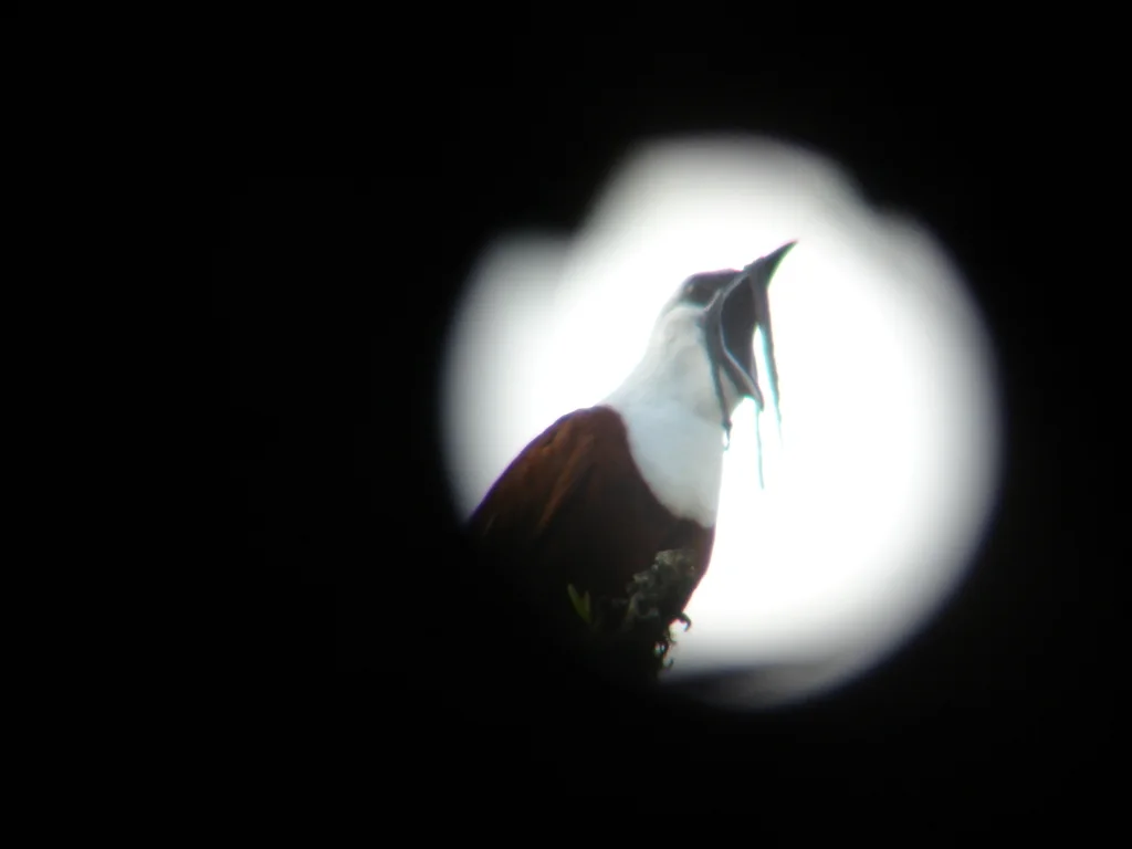 肉垂钟伞鸟(Procnias tricarunculatus)