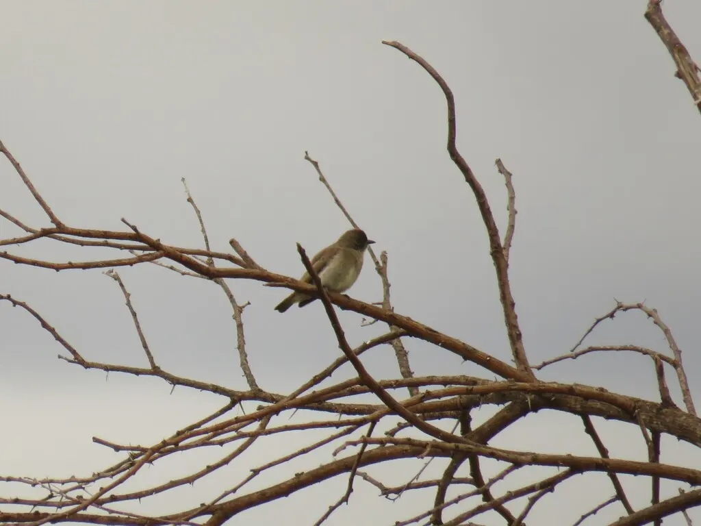 沃氏蜜䴕(Prodotiscus regulus)