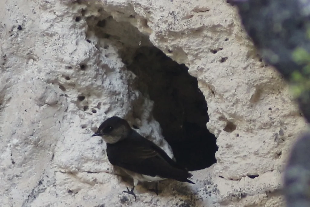 灰胸崖燕(Progne chalybea)