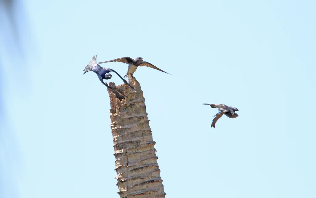 古巴崖燕(Progne cryptoleuca)