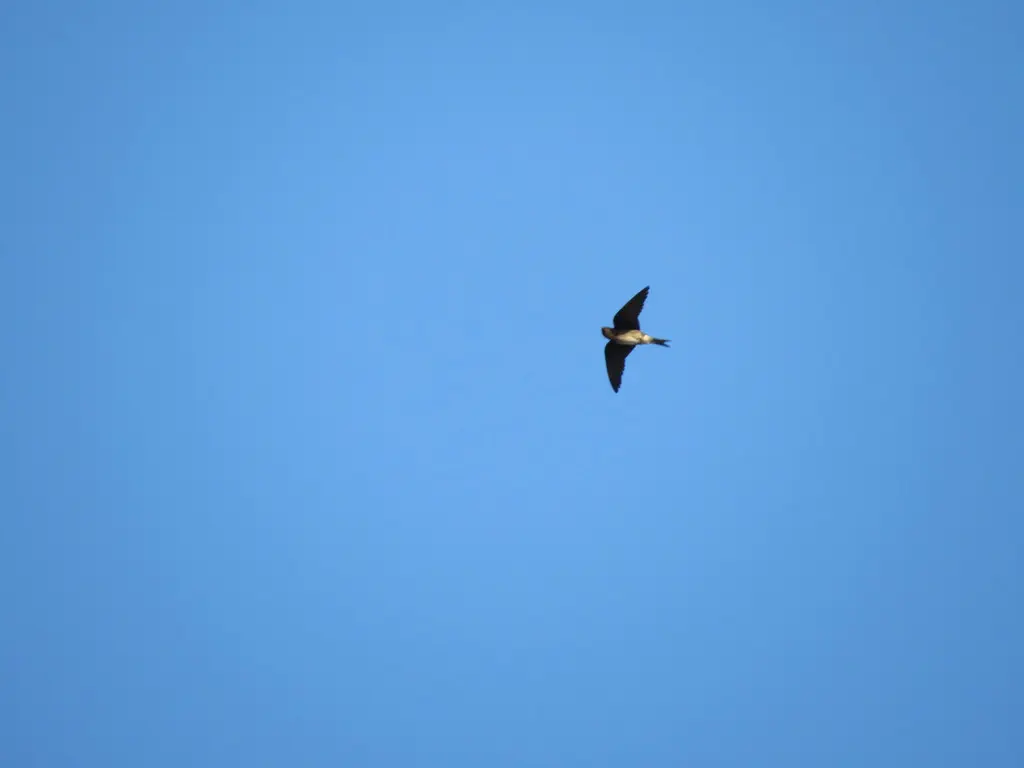 古巴崖燕(Progne cryptoleuca)