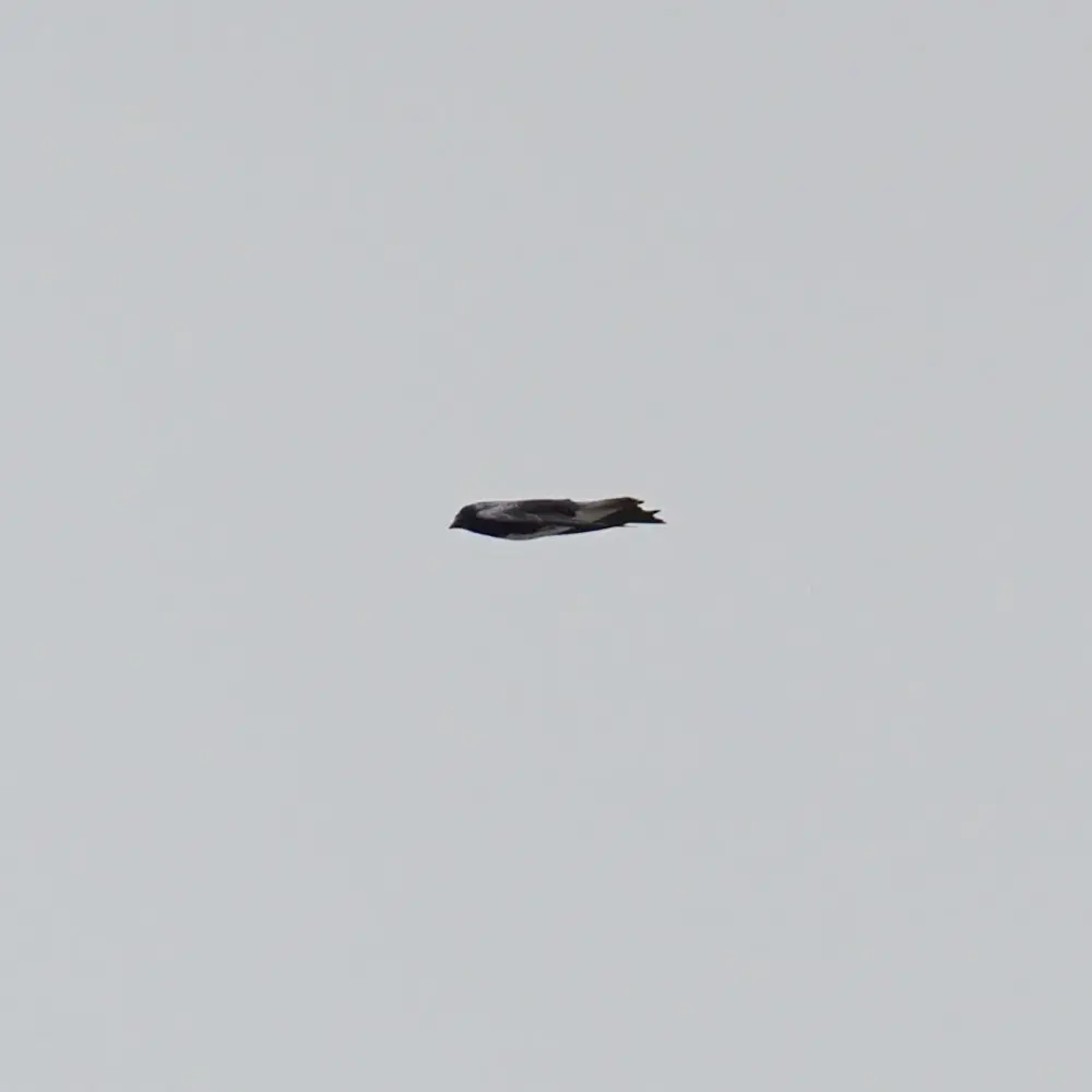 加勒比崖燕(Progne dominicensis)