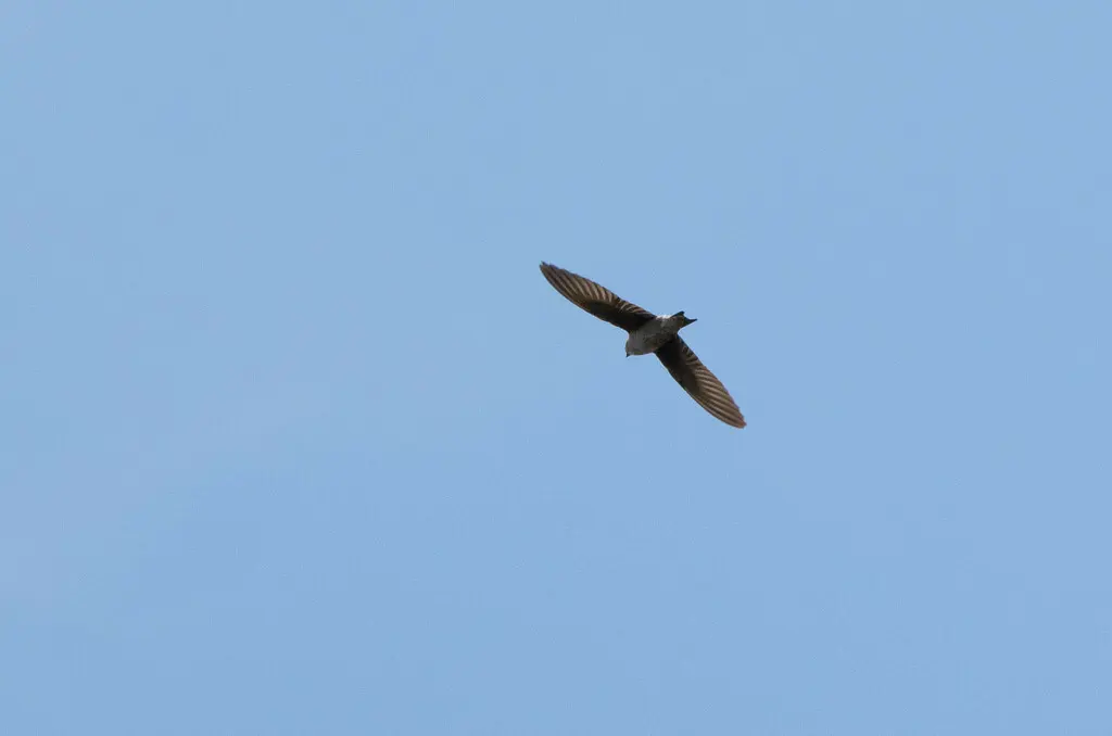 秘鲁崖燕(Progne murphyi)