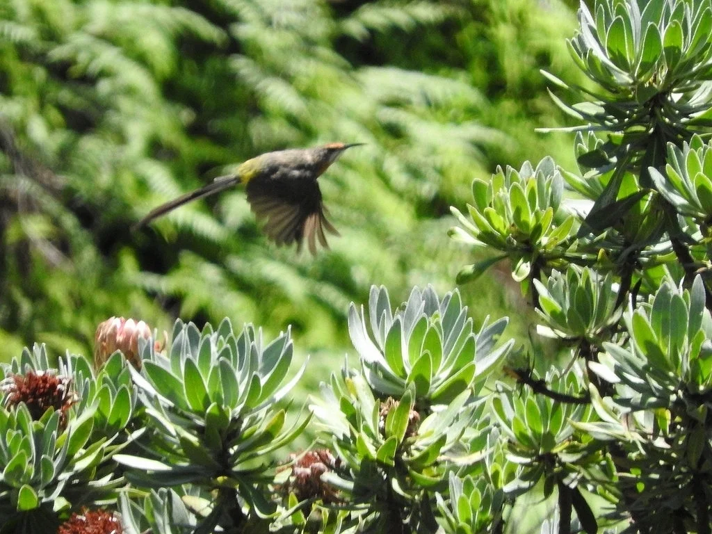 格氏长尾食蜜鸟(Promerops gurneyi)