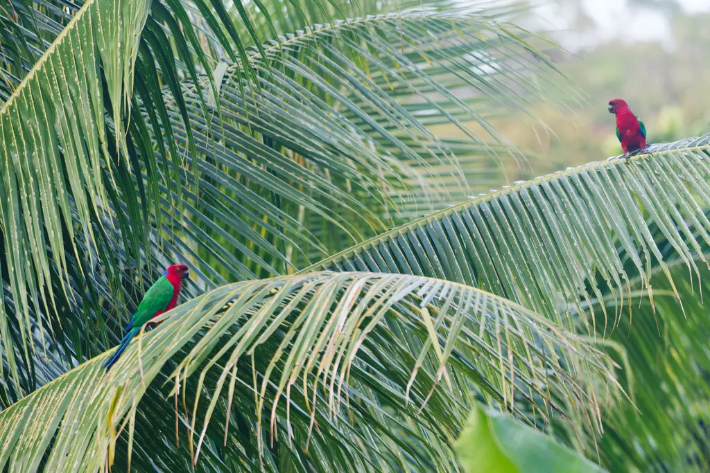 绯胸辉鹦鹉(Prosopeia splendens)