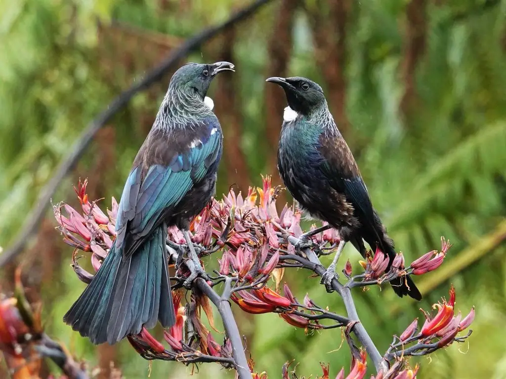 簇胸吸蜜鸟(Prosthemadera novaeseelandiae)