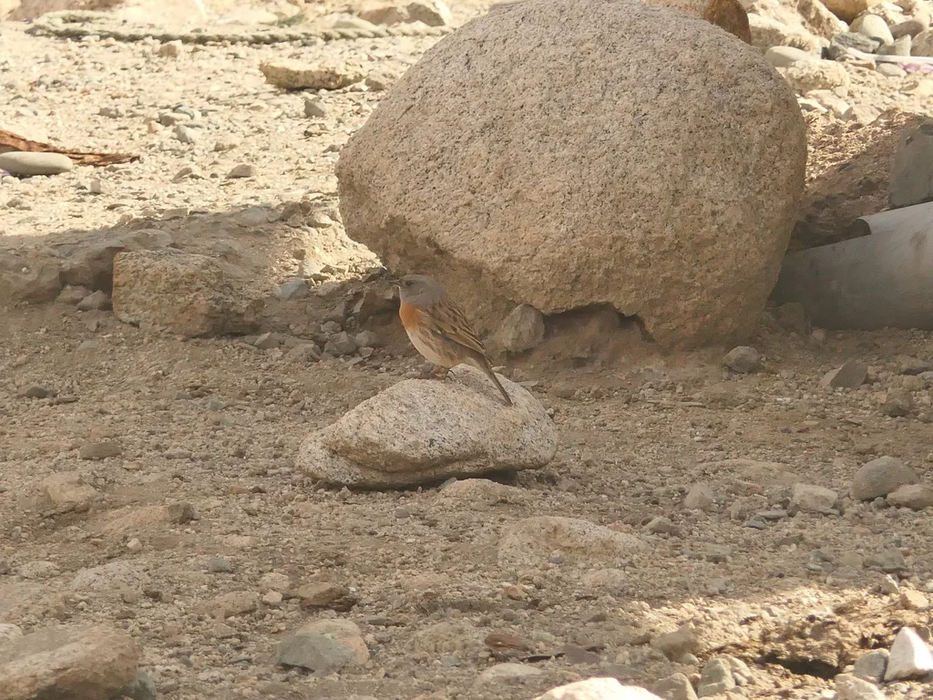 鸲岩鹨(Prunella rubeculoides)