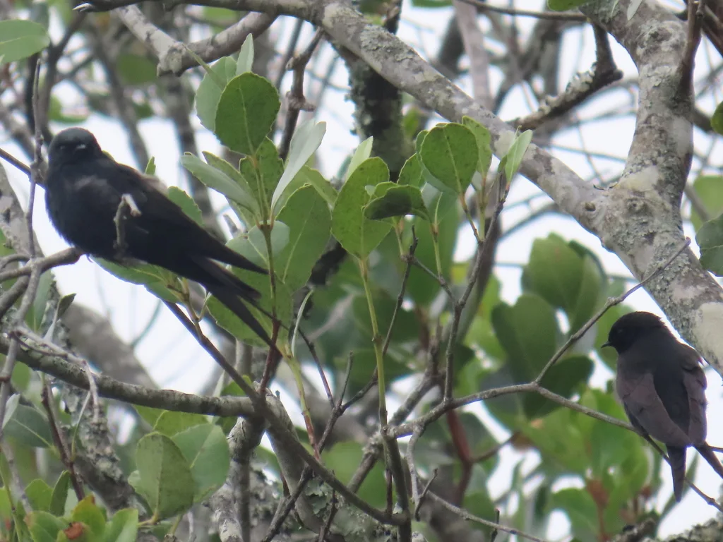 蓝锯翅燕(Psalidoprocne pristoptera)