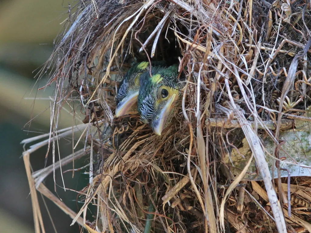 长尾阔嘴鸟(Psarisomus dalhousiae)