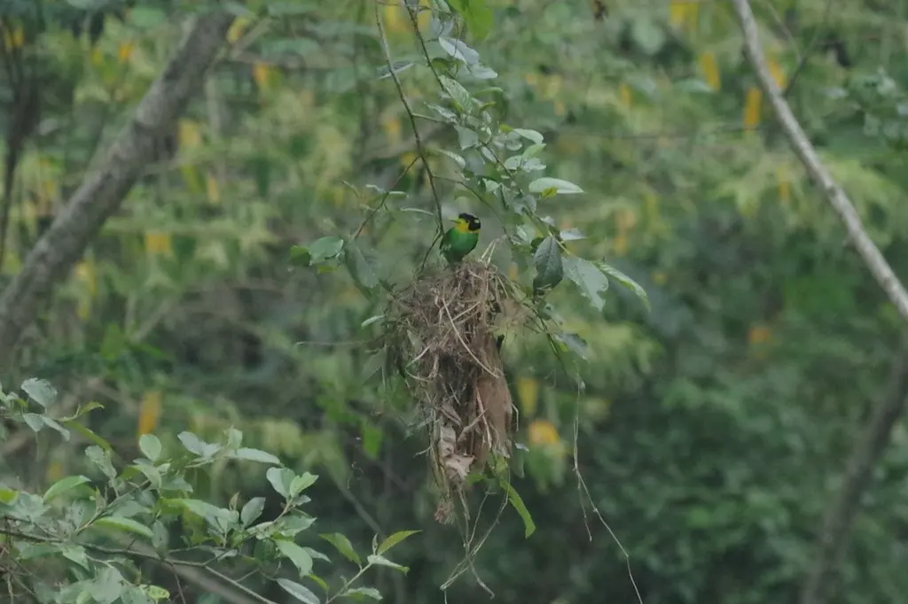 长尾阔嘴鸟(Psarisomus dalhousiae)