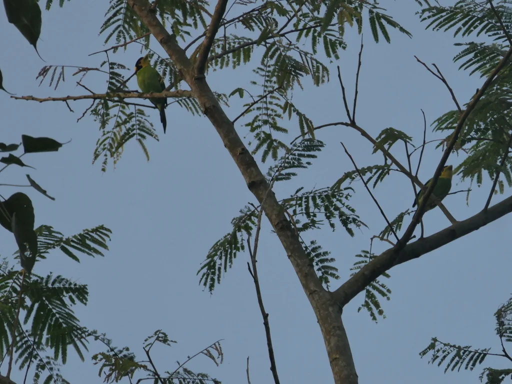 长尾阔嘴鸟(Psarisomus dalhousiae)