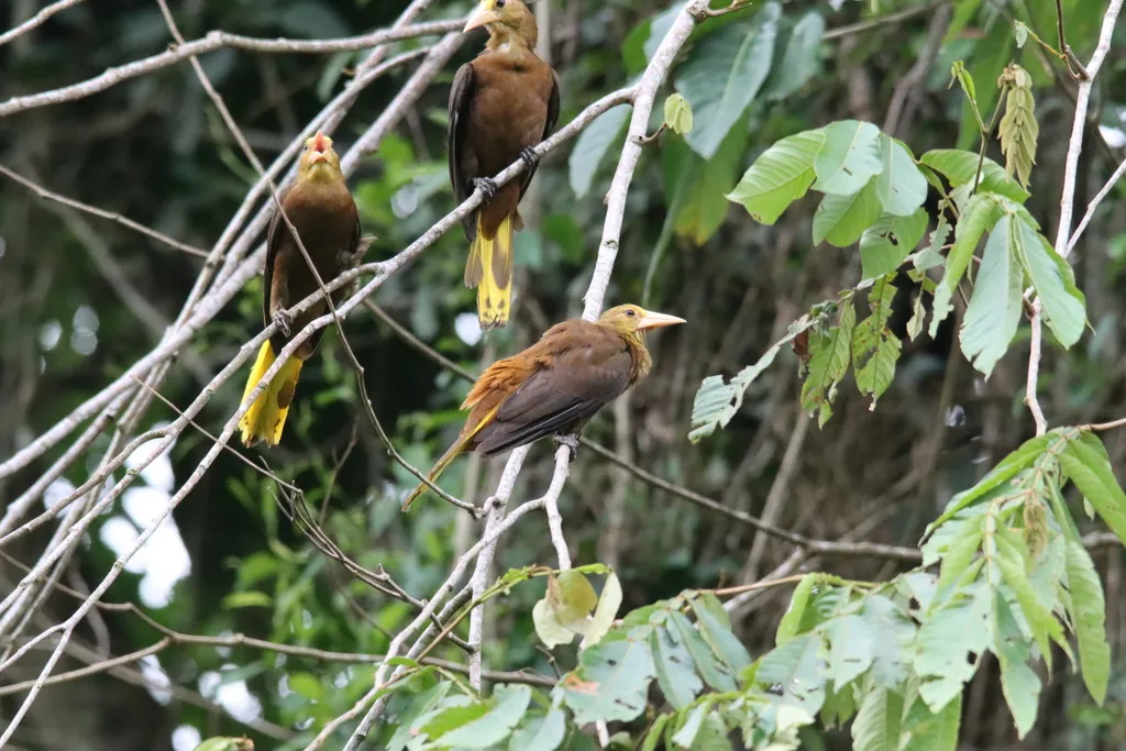 褐背拟椋鸟(Psarocolius angustifrons)