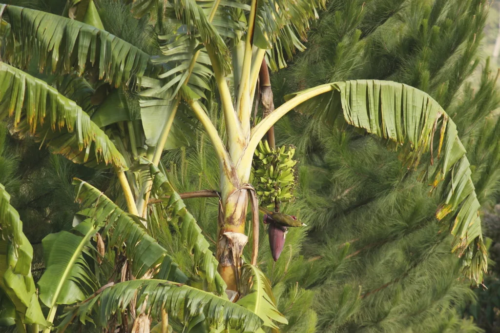 暗绿拟椋鸟(Psarocolius atrovirens)