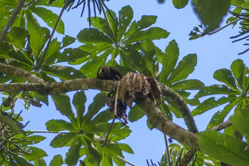 暗绿拟椋鸟(Psarocolius atrovirens)