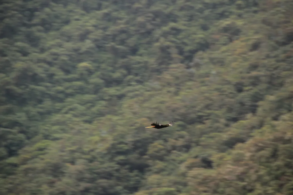 暗绿拟椋鸟(Psarocolius atrovirens)
