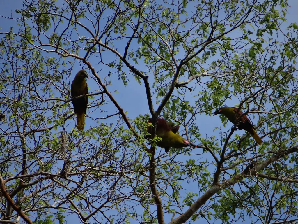 亚马孙拟椋鸟(Psarocolius bifasciatus)