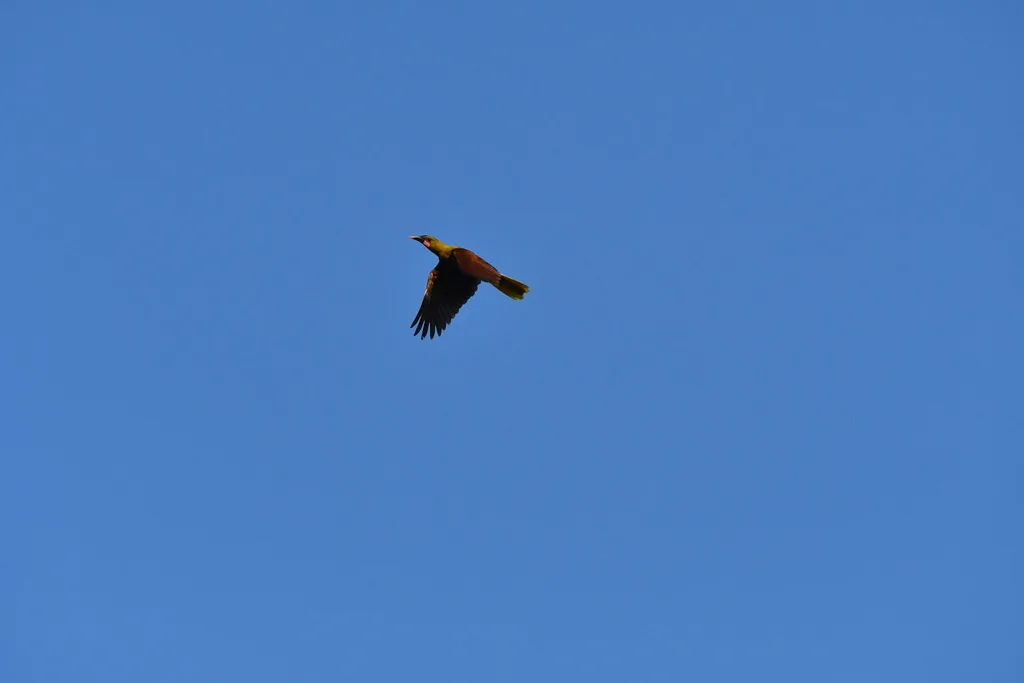 亚马孙拟椋鸟(Psarocolius bifasciatus)