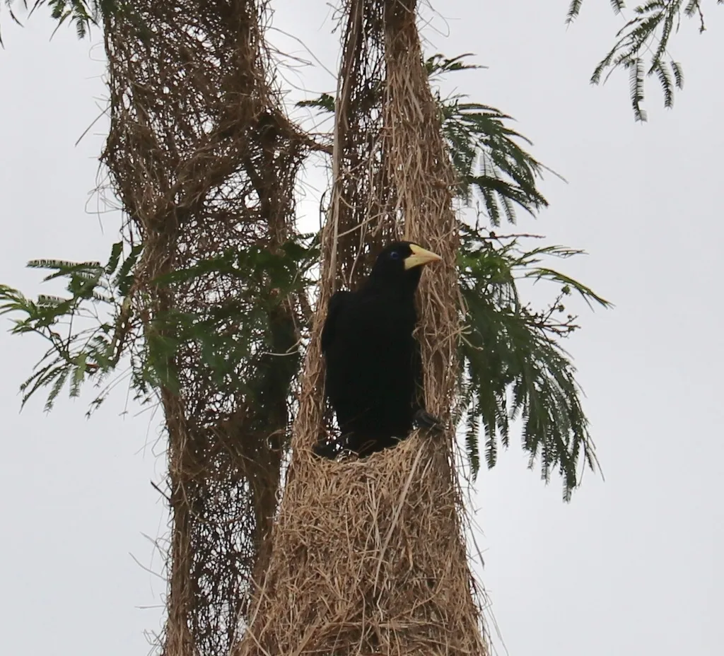 发冠拟椋鸟(Psarocolius decumanus)