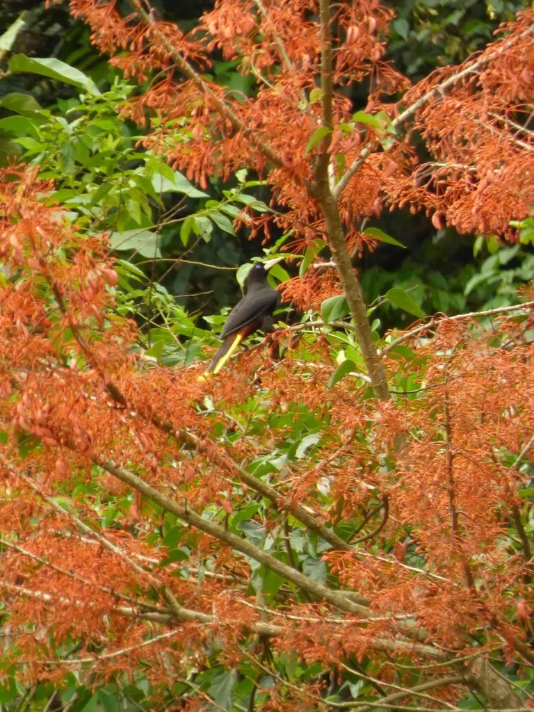 发冠拟椋鸟(Psarocolius decumanus)