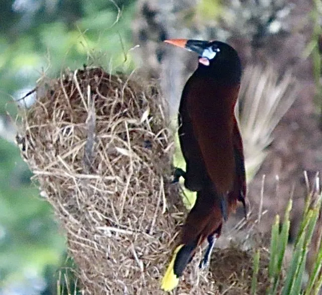 褐拟椋鸟(Psarocolius montezuma)