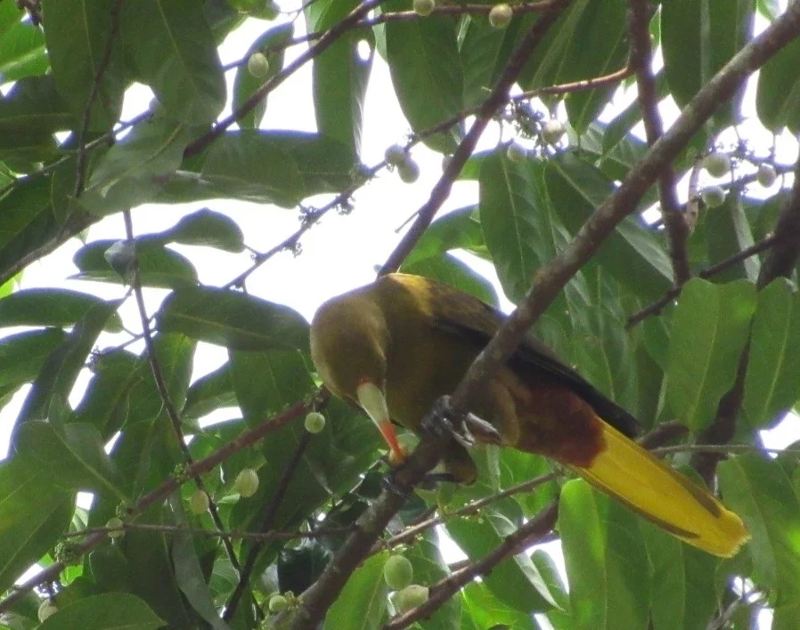 绿拟椋鸟(Psarocolius viridis)