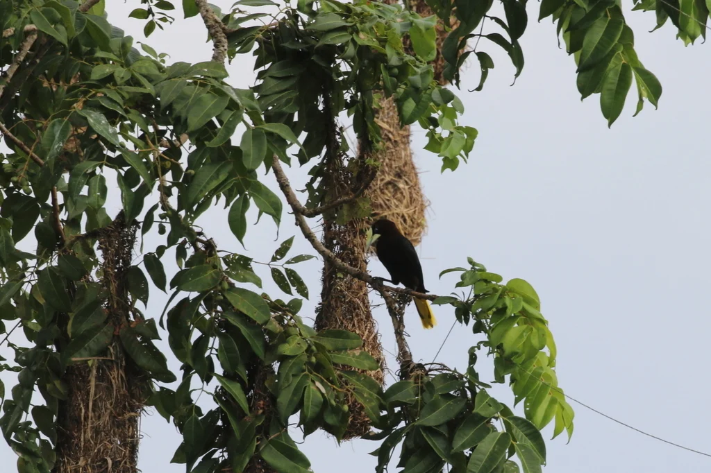 栗头拟椋鸟(Psarocolius wagleri)